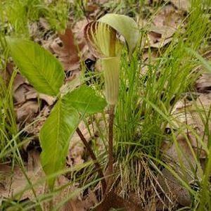 Meet your Posher, Jolene